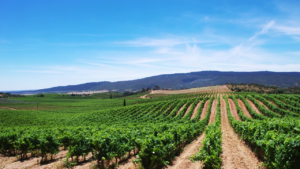 vinhos portugueses