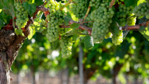 vinhos portugueses