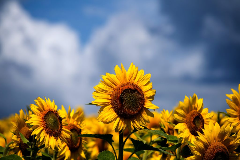 O que fazer na Itália: Campos de Girassóis em Toscana